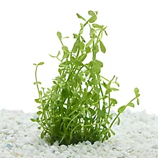 Top Fin® Bacopa Live Plant Tissue Culture - Live Aquarium Plant for Fish Tanks