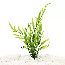 Top Fin® African Water Fern Live Plants - Live Aquarium Plant for Fish Tanks - 8 in