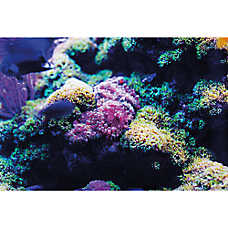 Top Fin? Coral Stags & Reef Reversible Aquarium Background - Fish Tank Background - 24x48 in