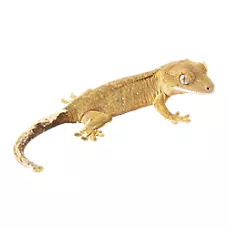 Eyelash Crested Gecko