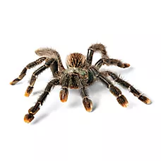 Pink Toe Tarantula